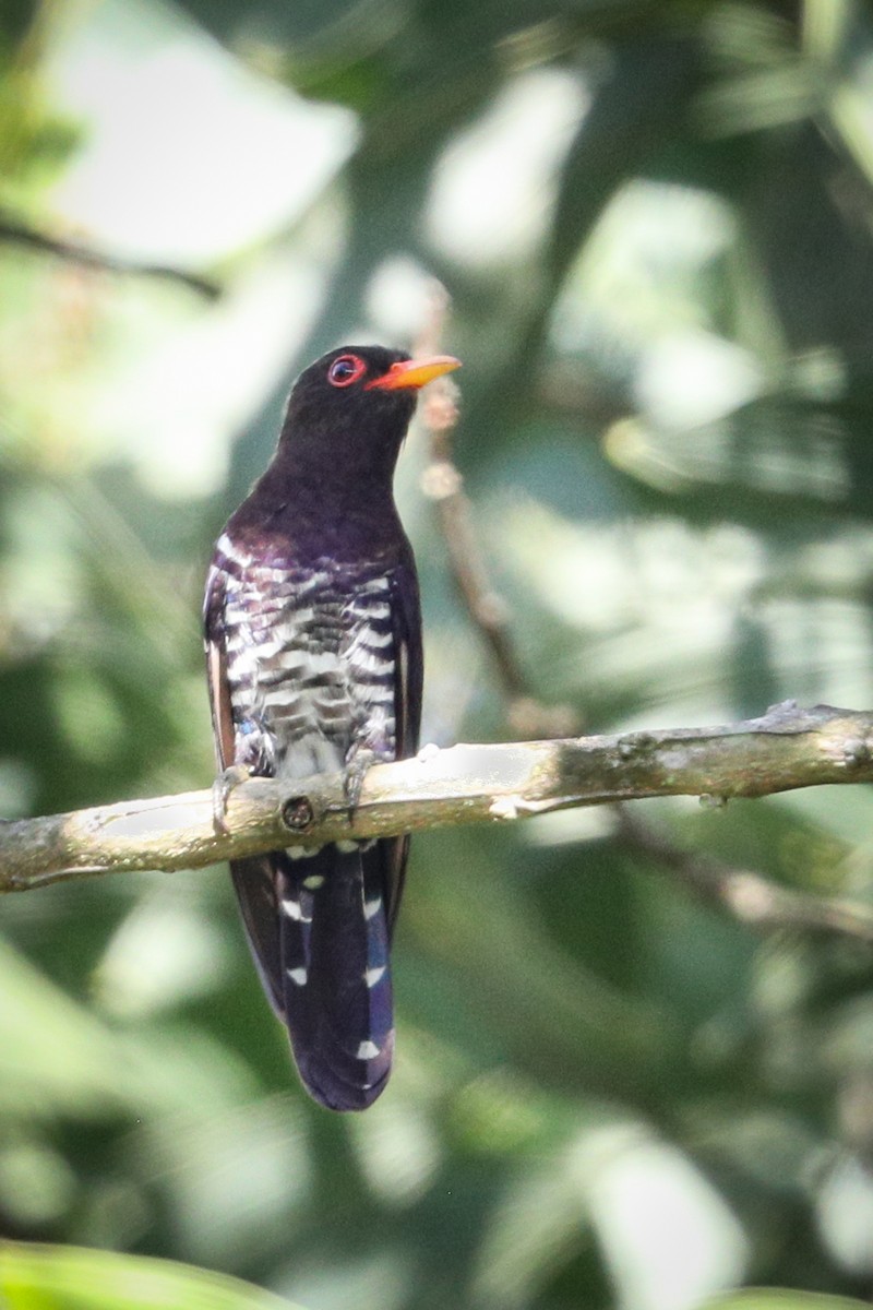 Violet Cuckoo - ML577446641