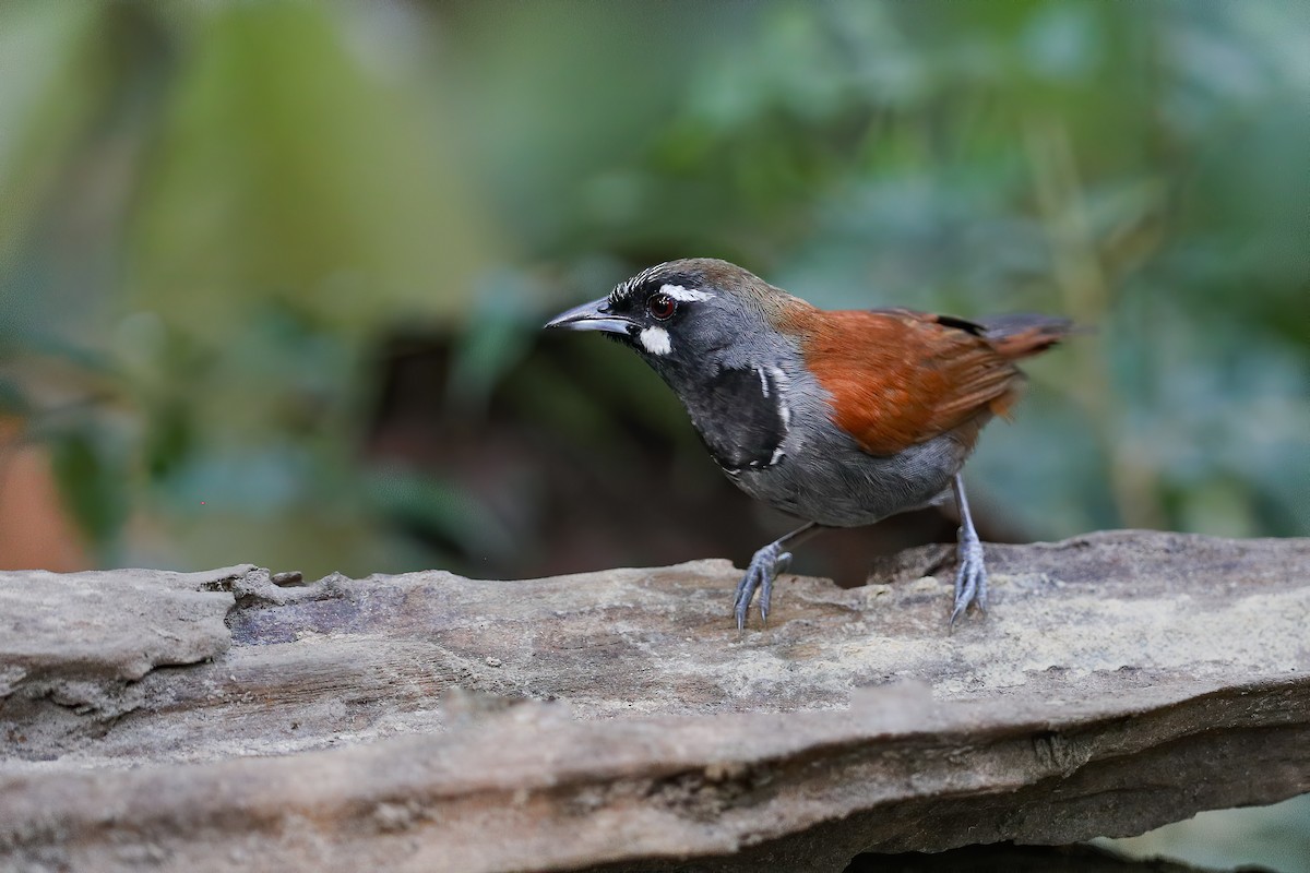 Black-throated Babbler - Raymond  Dan