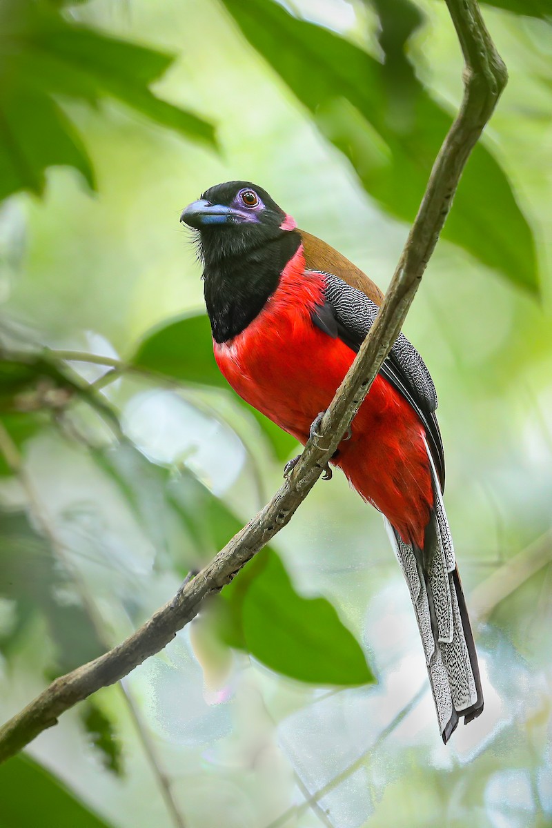 Diard's Trogon - Raymond  Dan