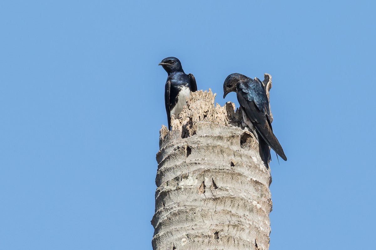 Golondrina Caribeña - ML577449561