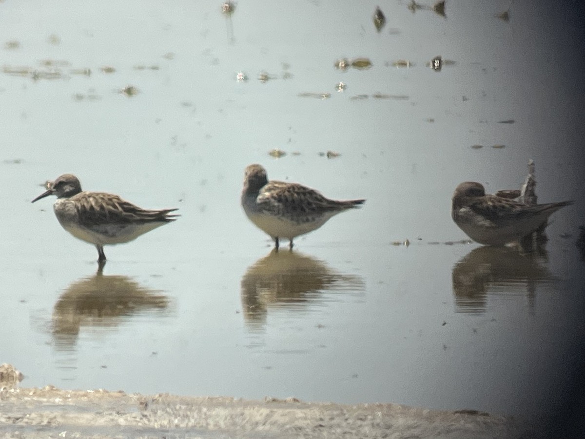 White-rumped Sandpiper - Jay Packer