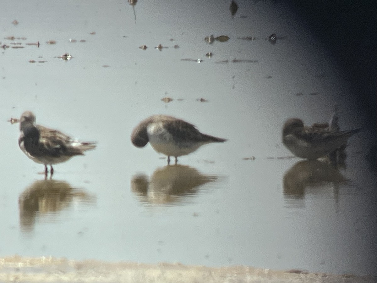 White-rumped Sandpiper - Jay Packer