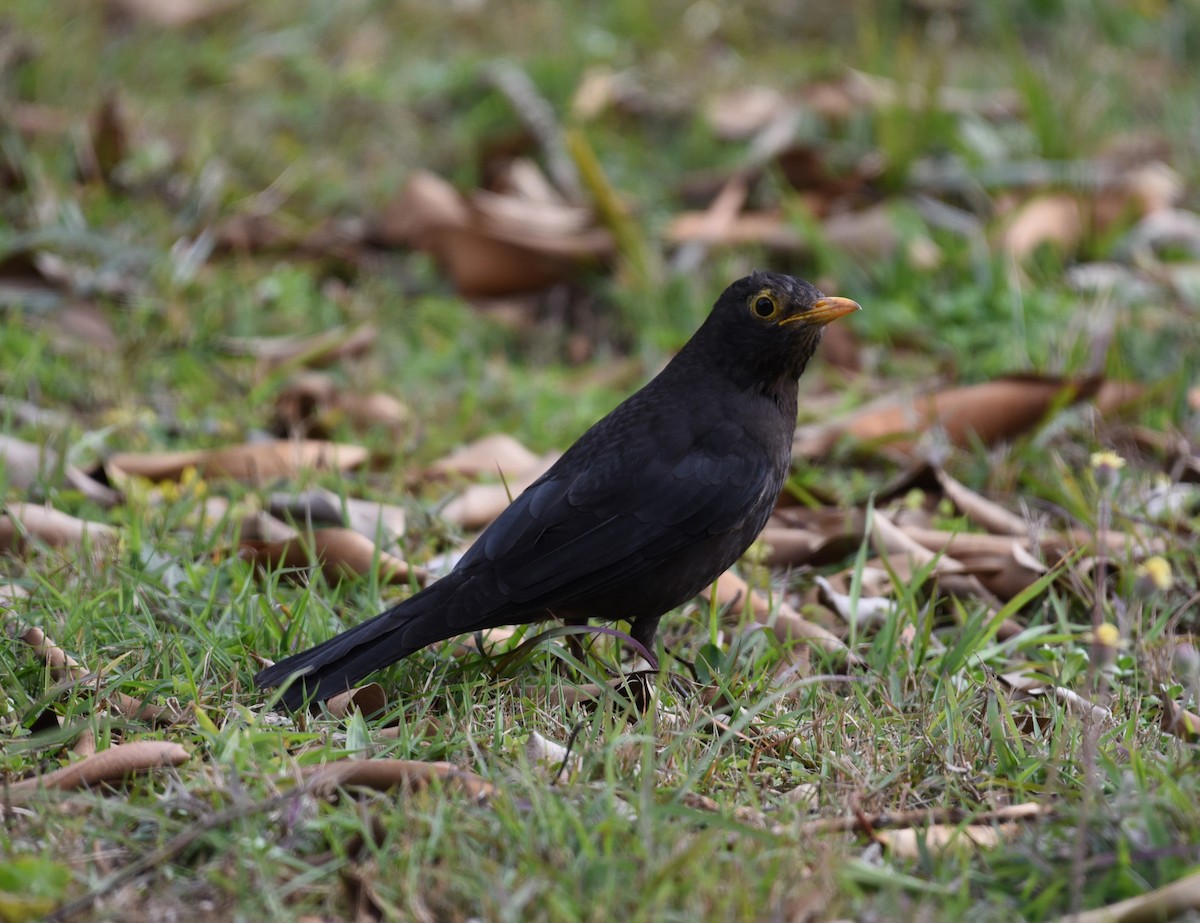 Chinese Blackbird - ML577450031