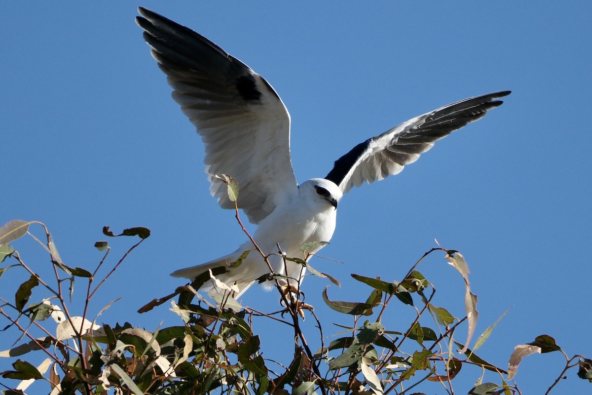 Black-shouldered Kite - ML577450261