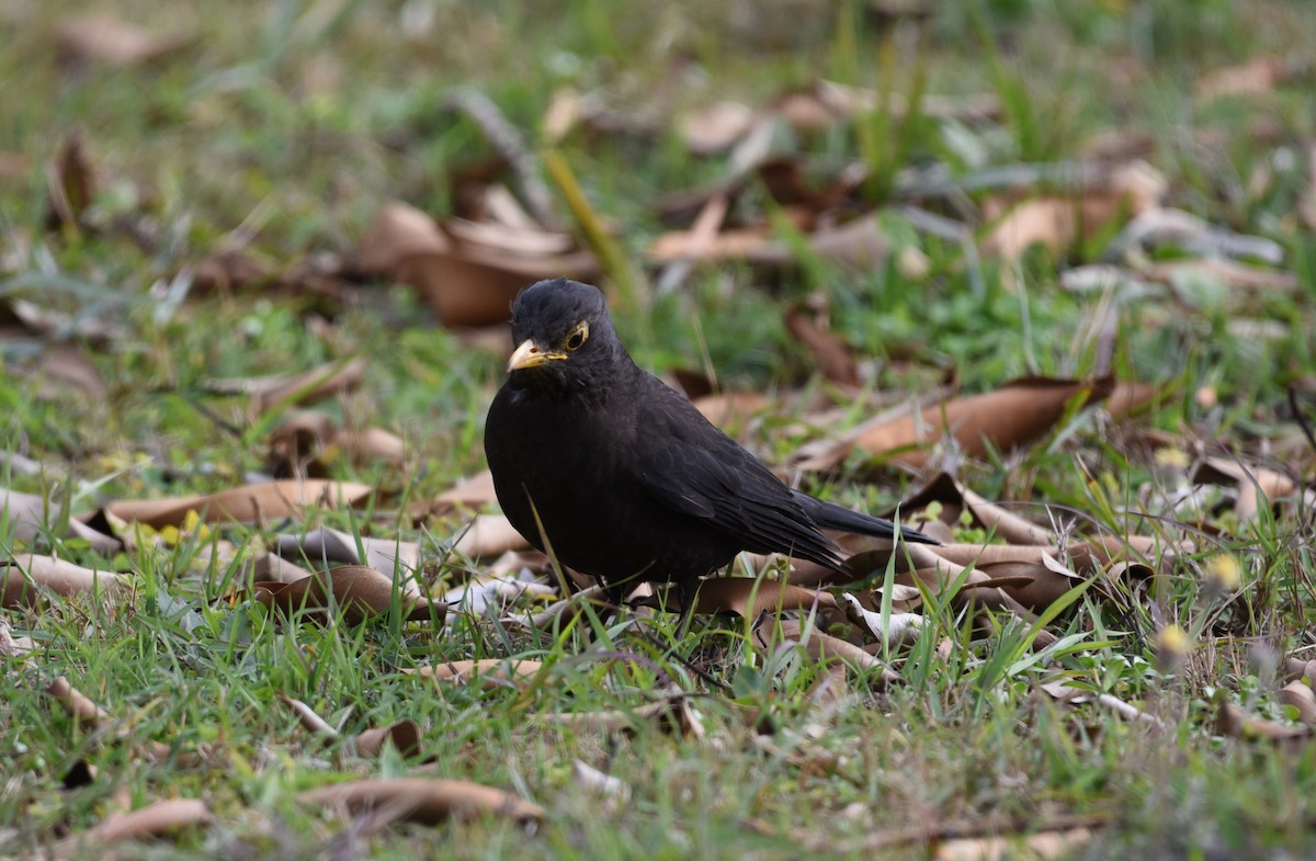 Chinese Blackbird - ML577450341