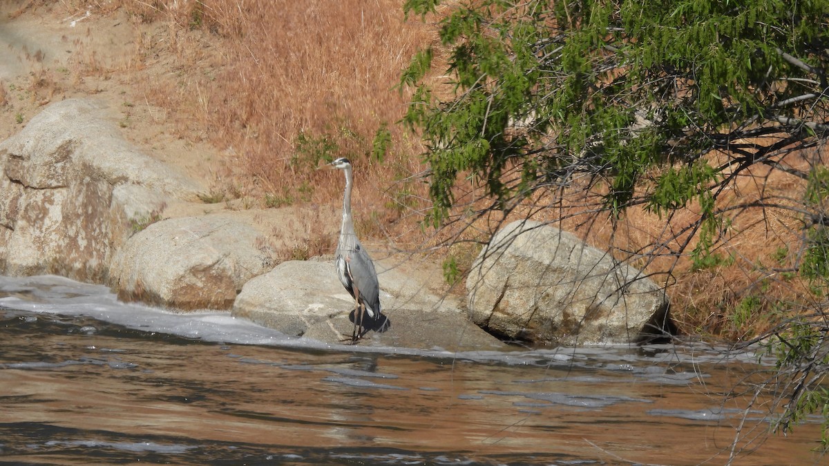 Great Blue Heron - ML577451251