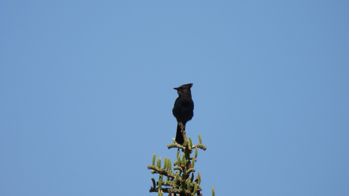 Steller's Jay - ML577451331