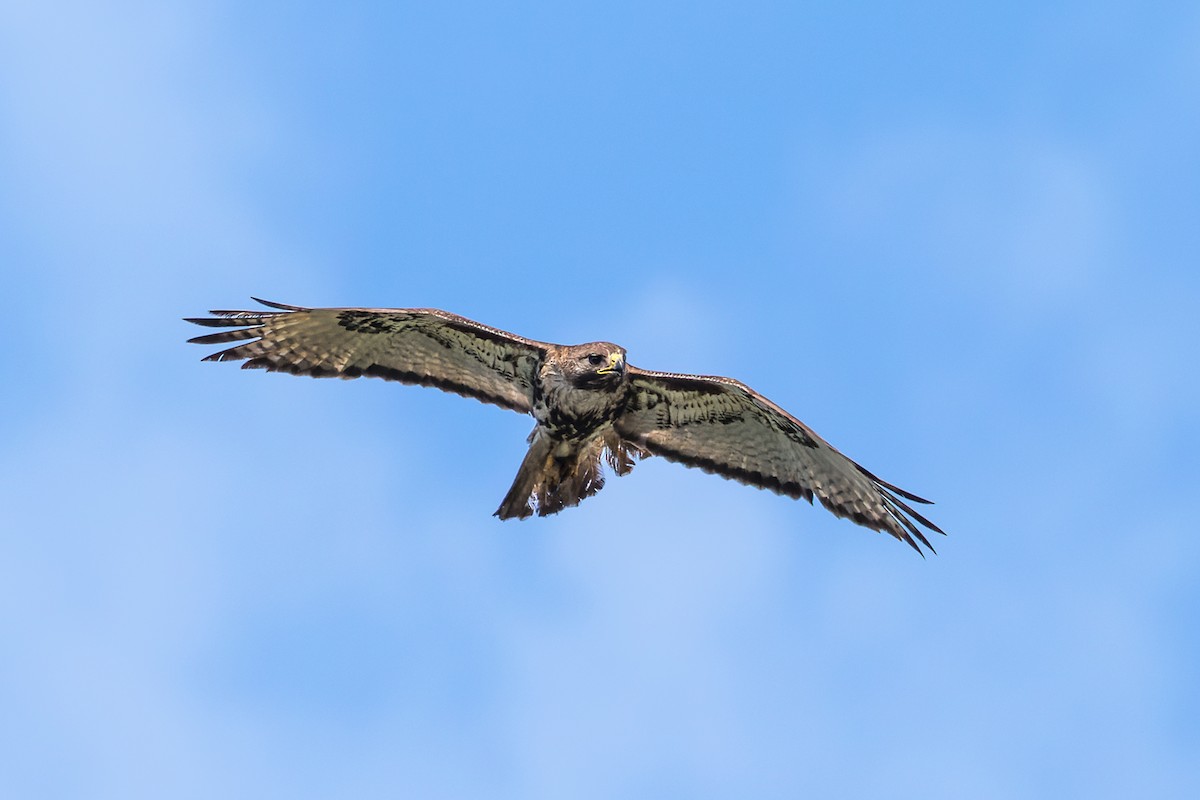 Red-tailed Hawk (jamaicensis) - Wich’yanan Limparungpatthanakij