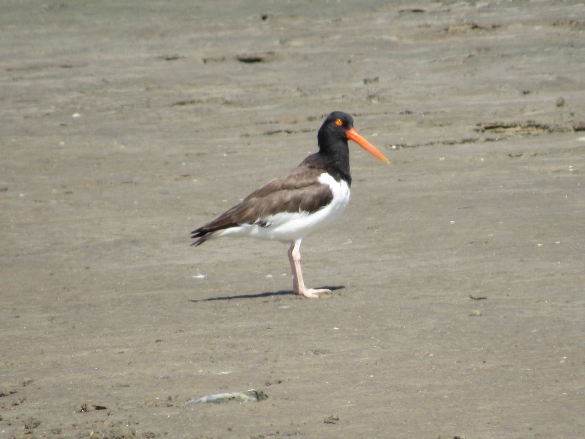 American Oystercatcher - Arden Schneider