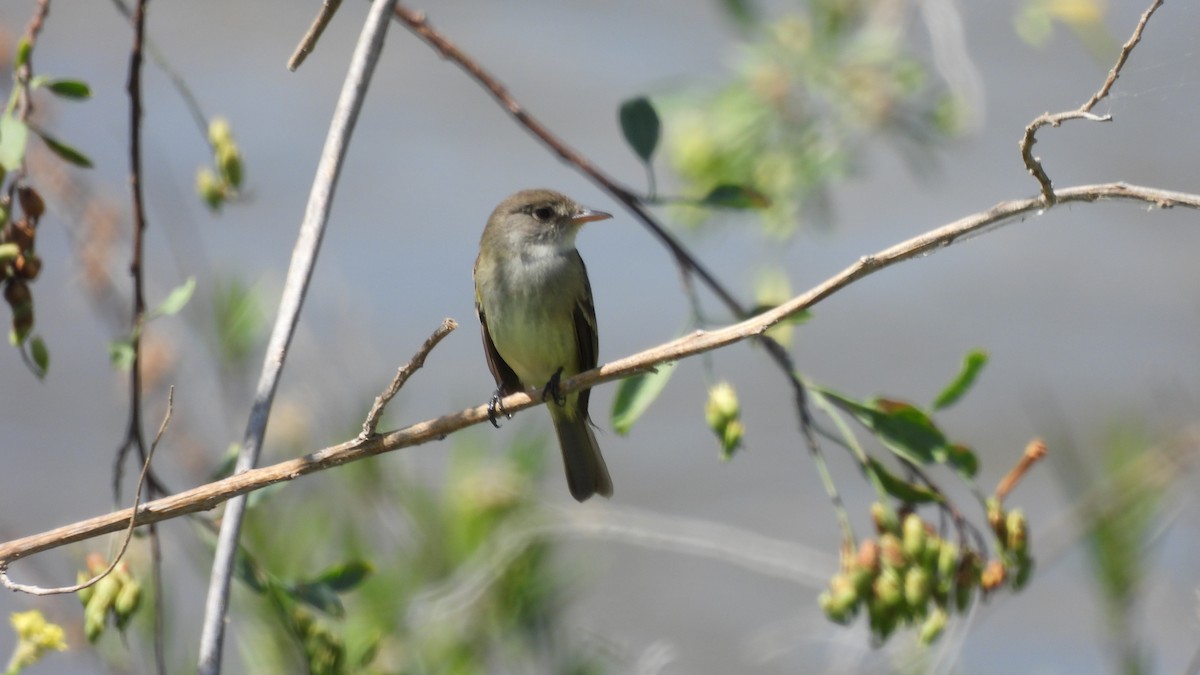 Willow Flycatcher - ML577451891