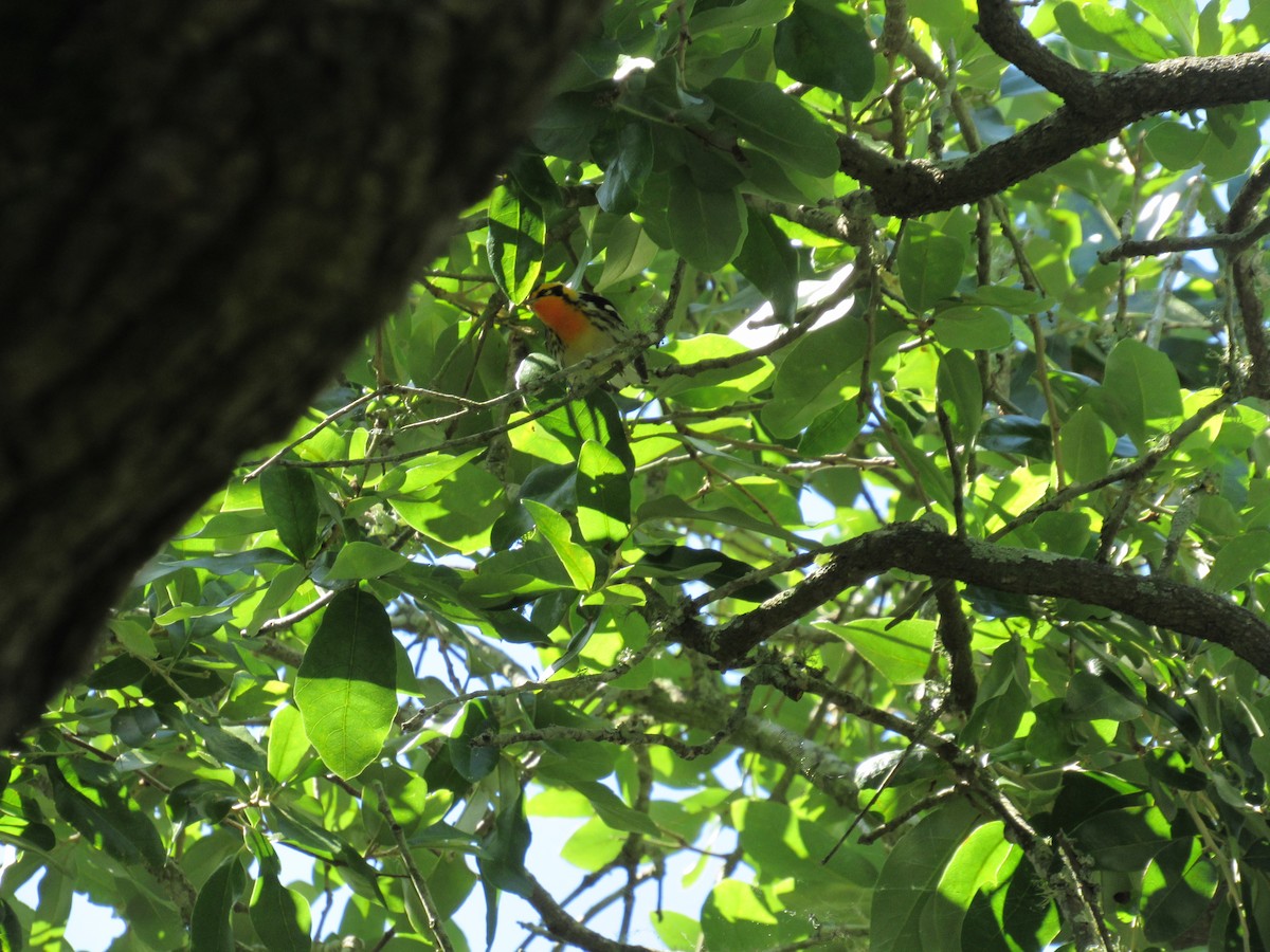 Blackburnian Warbler - ML577451951