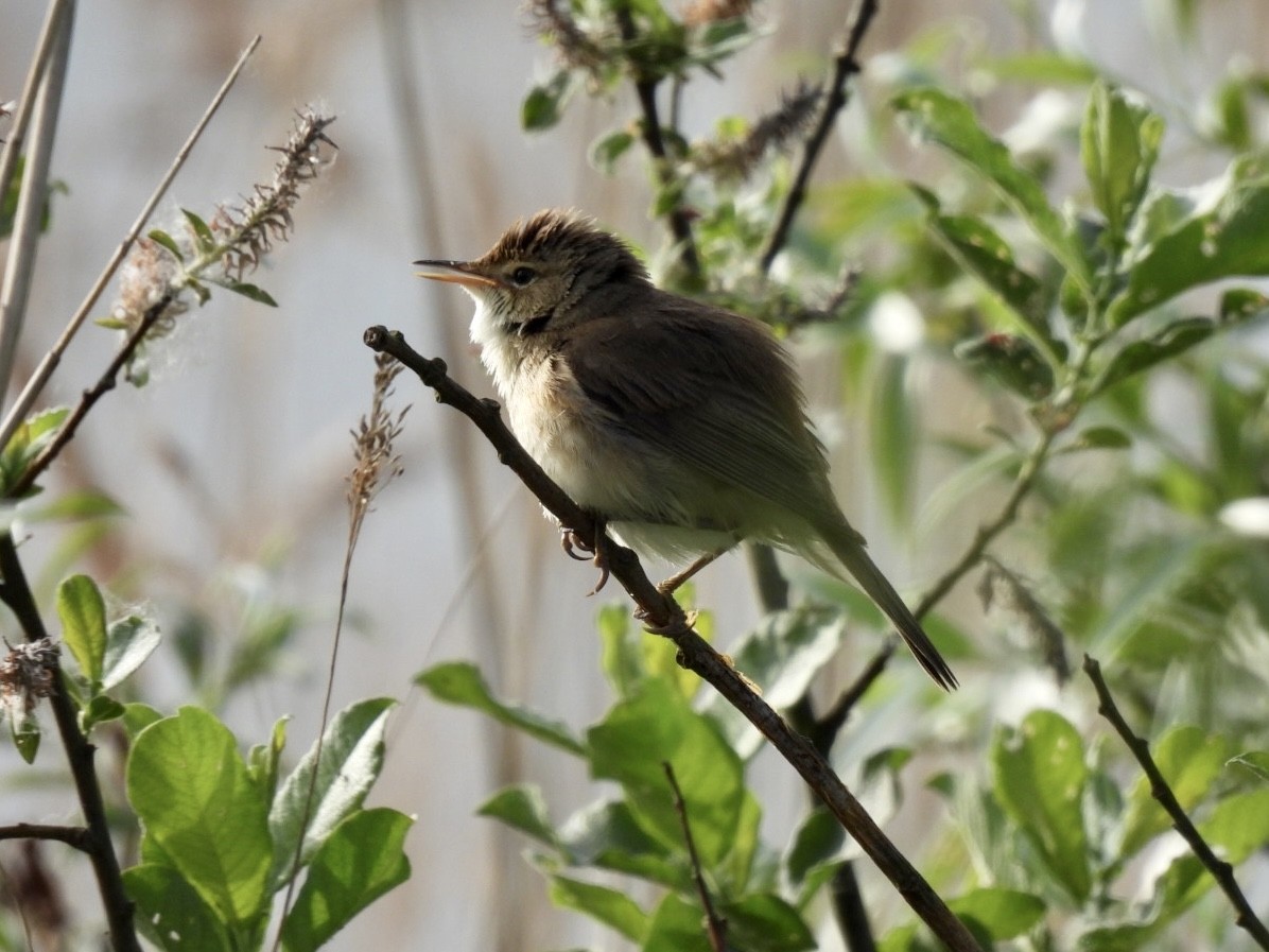 Common Reed Warbler - ML577453291