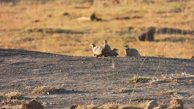 Рябок жовтогорлий - ML577453641