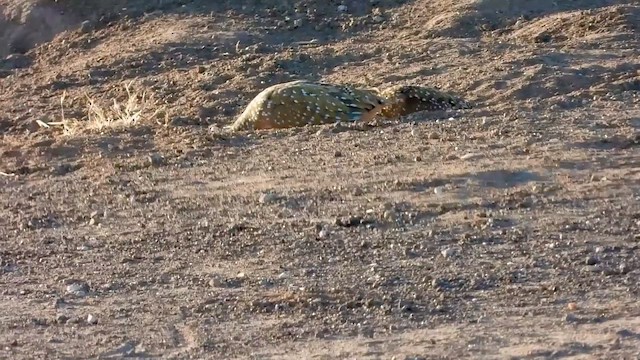 Burchell's Sandgrouse - eBird