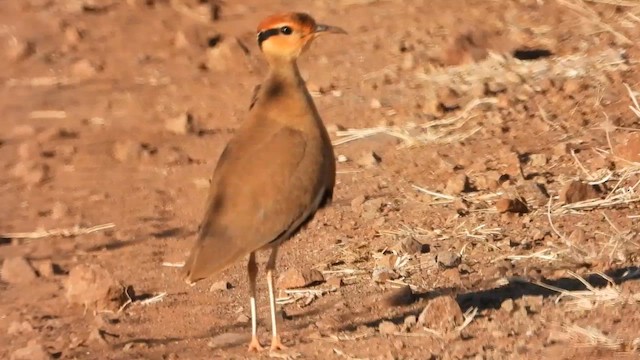 Temminck's Courser - ML577453831