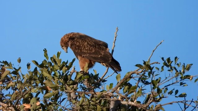 עיט סוואנות - ML577454511