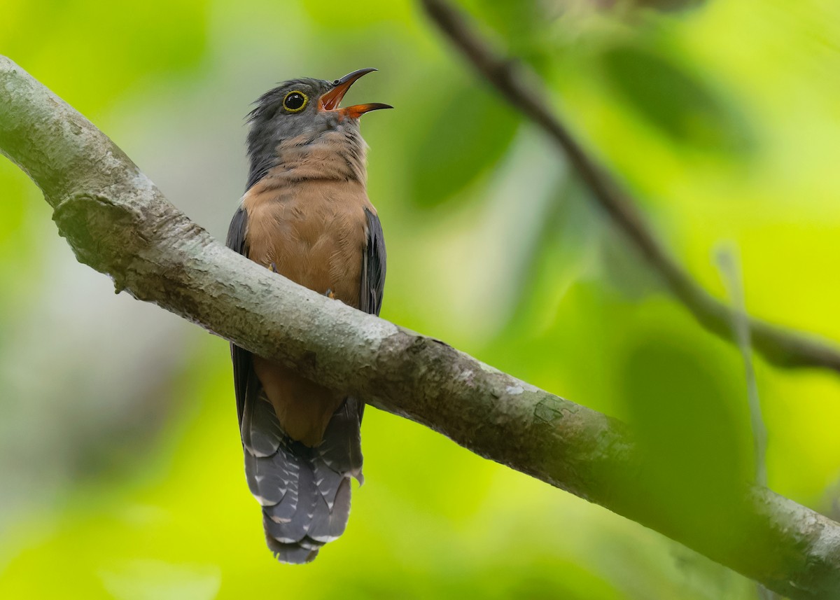 Cuco Varioloso (sepulcralis/everetti) - ML577454541