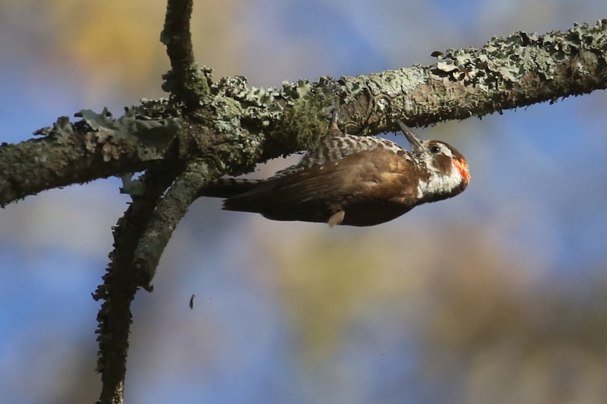 Arizona Woodpecker - ML577456221