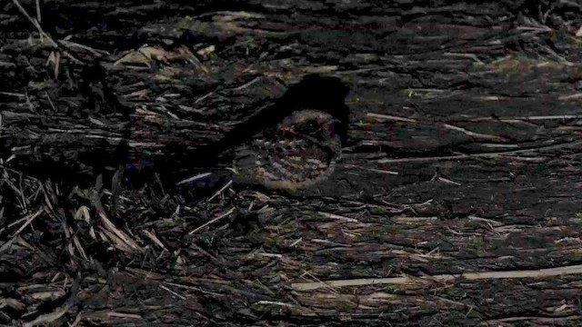 Fiery-necked Nightjar - ML577456531