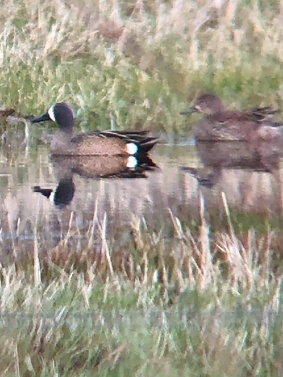 Blue-winged Teal - Calliope Ketola