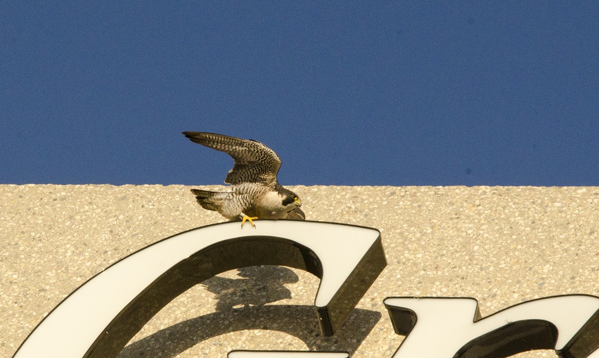 Peregrine Falcon - Lynnea Parker