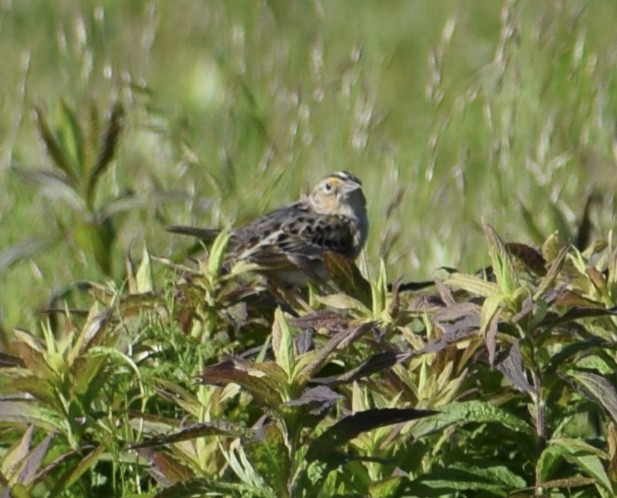 Grasshopper Sparrow - Neal Fitzsimmons