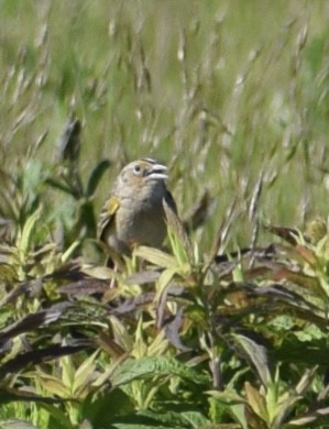 Grasshopper Sparrow - Neal Fitzsimmons