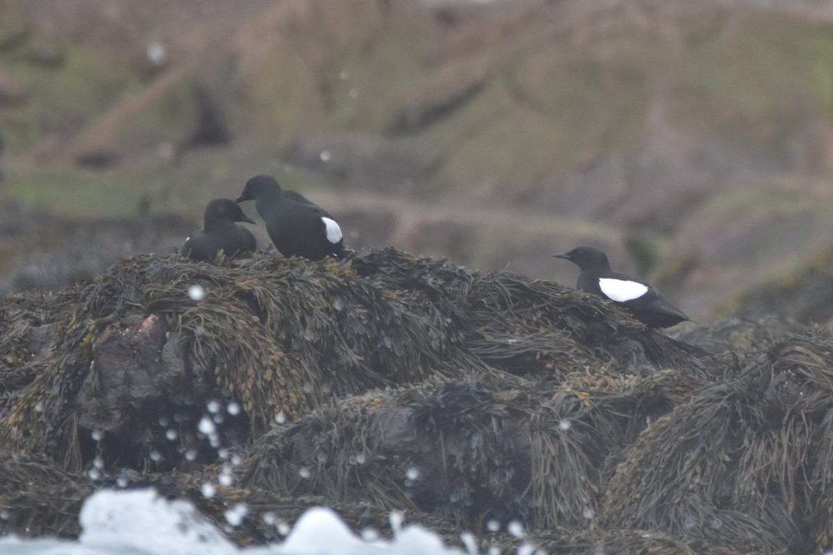 Black Guillemot - ML577458111