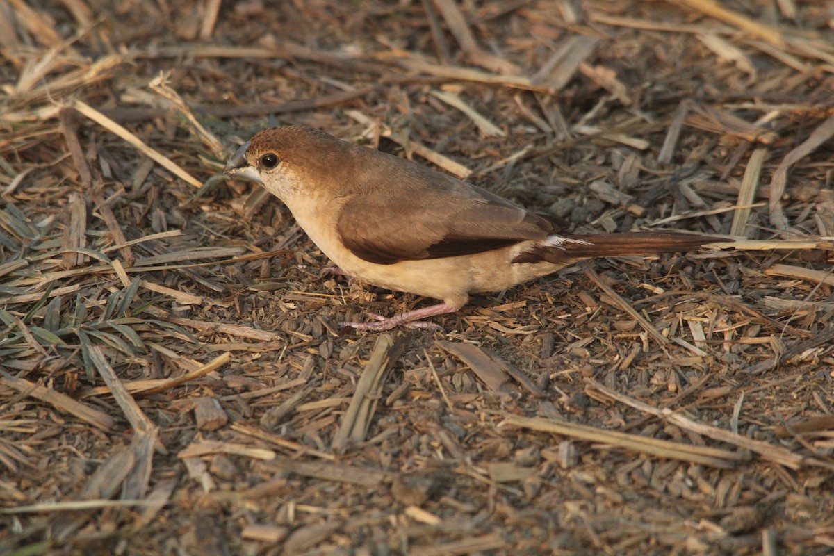 Indian Silverbill - Debojyoti Chakraborty