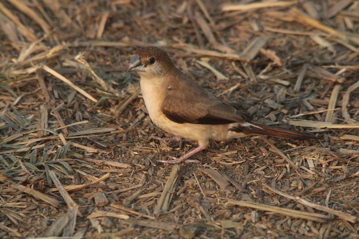 Indian Silverbill - Debojyoti Chakraborty