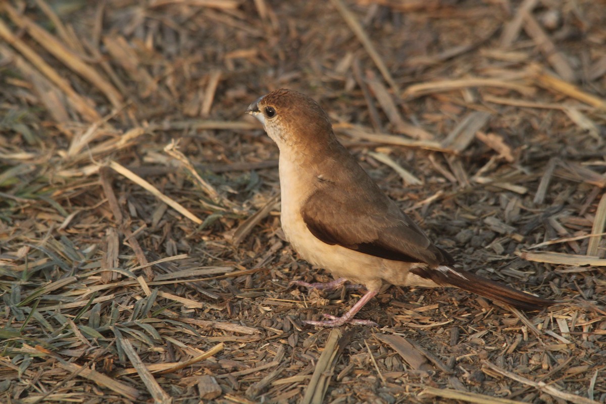 Indian Silverbill - Debojyoti Chakraborty