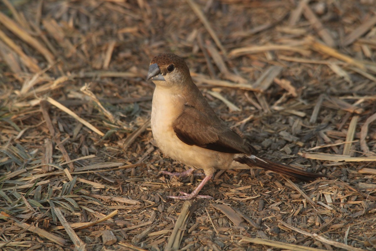 Indian Silverbill - Debojyoti Chakraborty