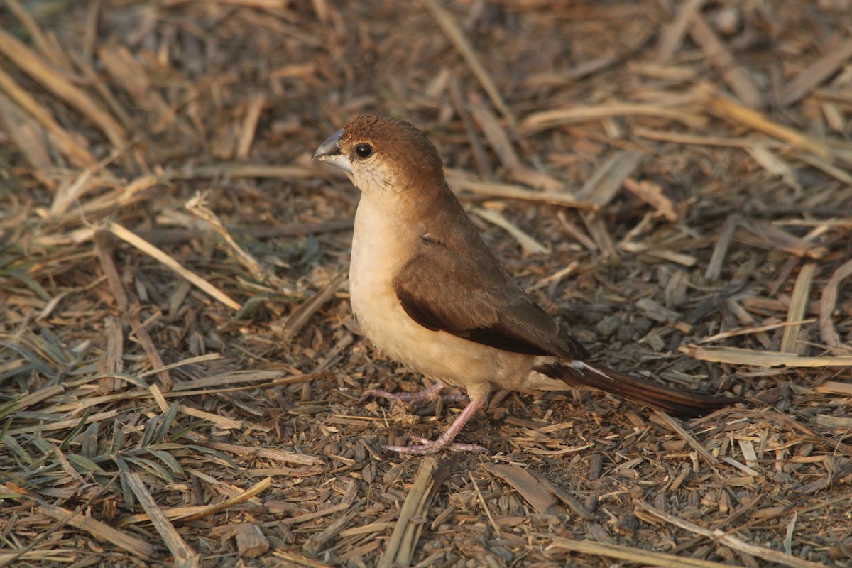 Indian Silverbill - Debojyoti Chakraborty