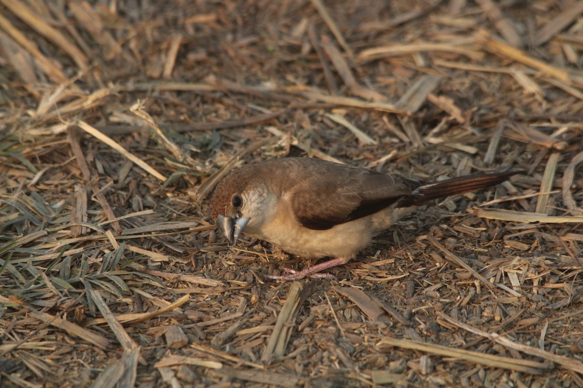 白喉文鳥 - ML577458901