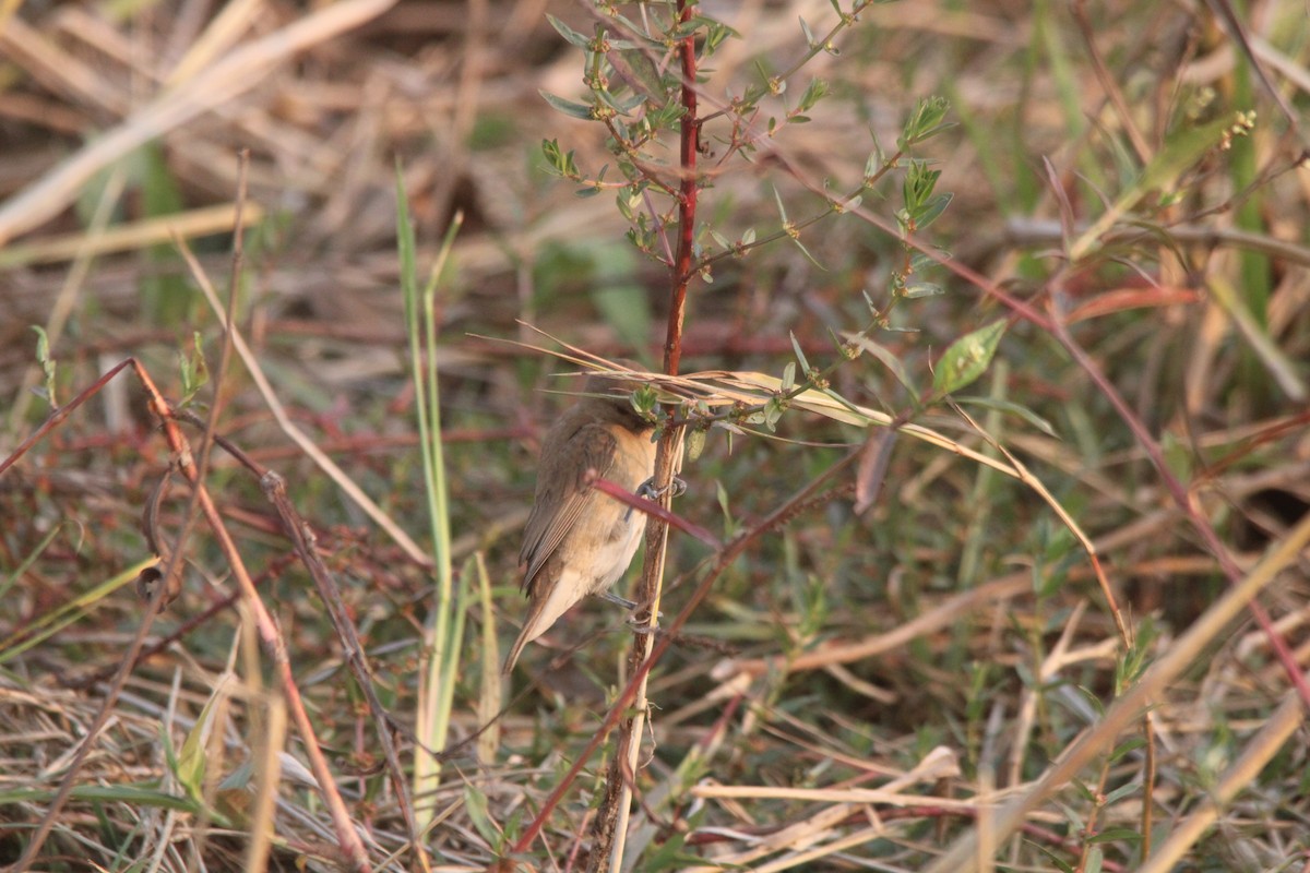 Indian Silverbill - Debojyoti Chakraborty