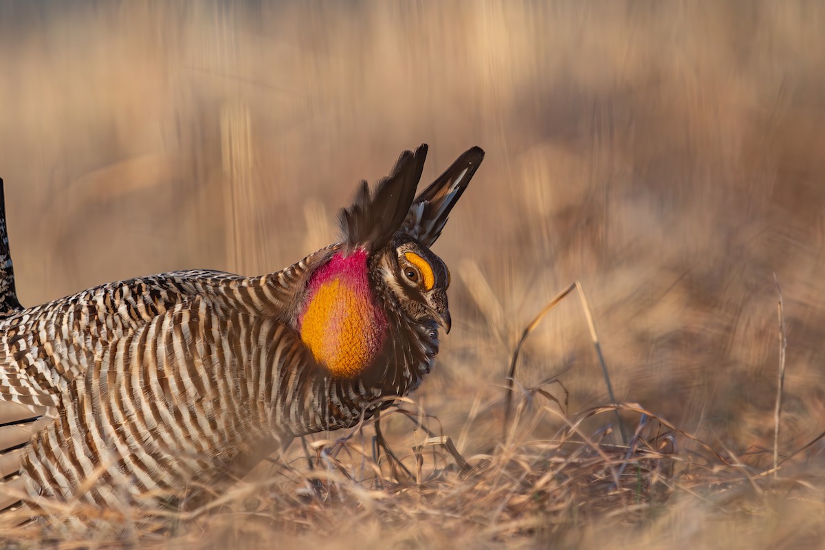 Greater Prairie-Chicken - ML577459351