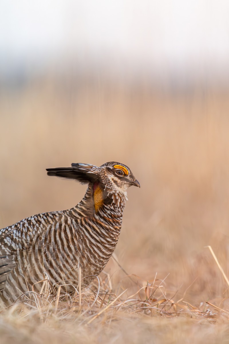 Greater Prairie-Chicken - ML577459371