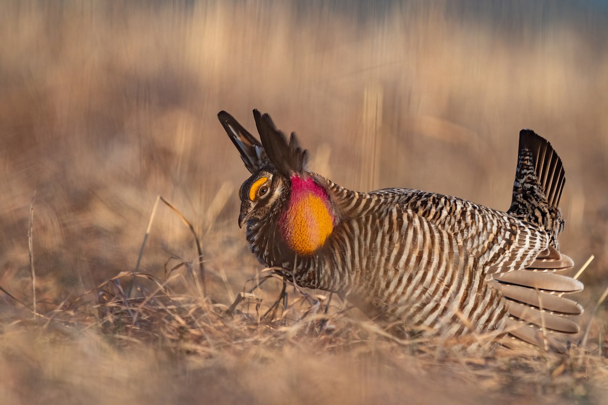 Greater Prairie-Chicken - ML577459381