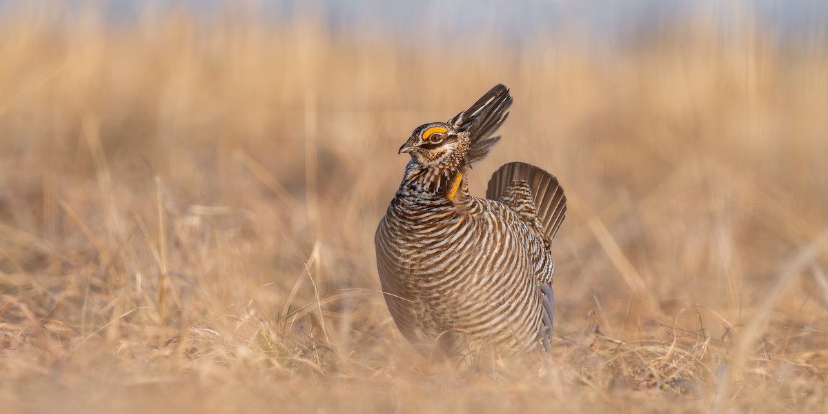 Greater Prairie-Chicken - ML577459391