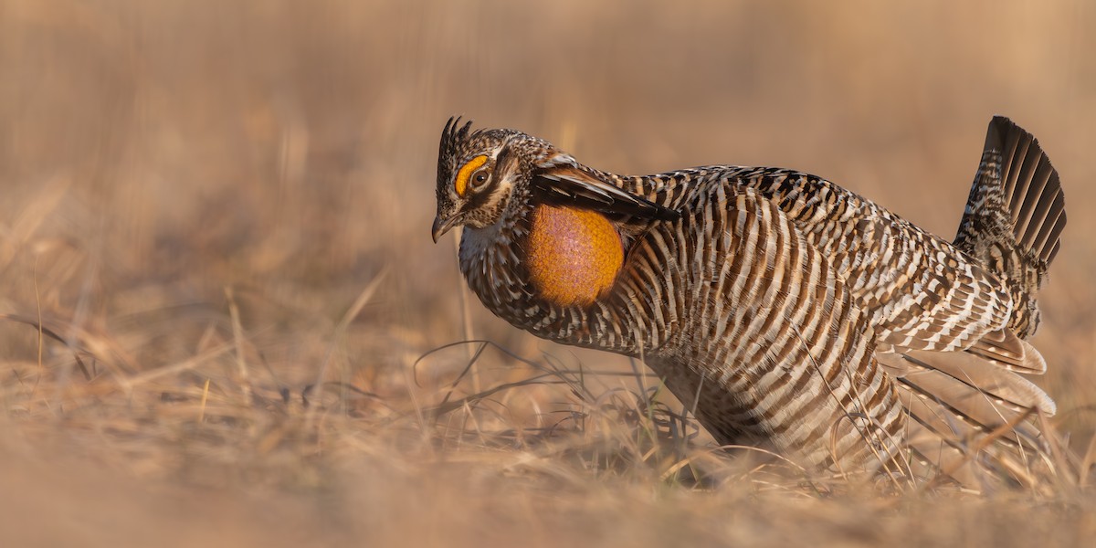 Greater Prairie-Chicken - ML577459401