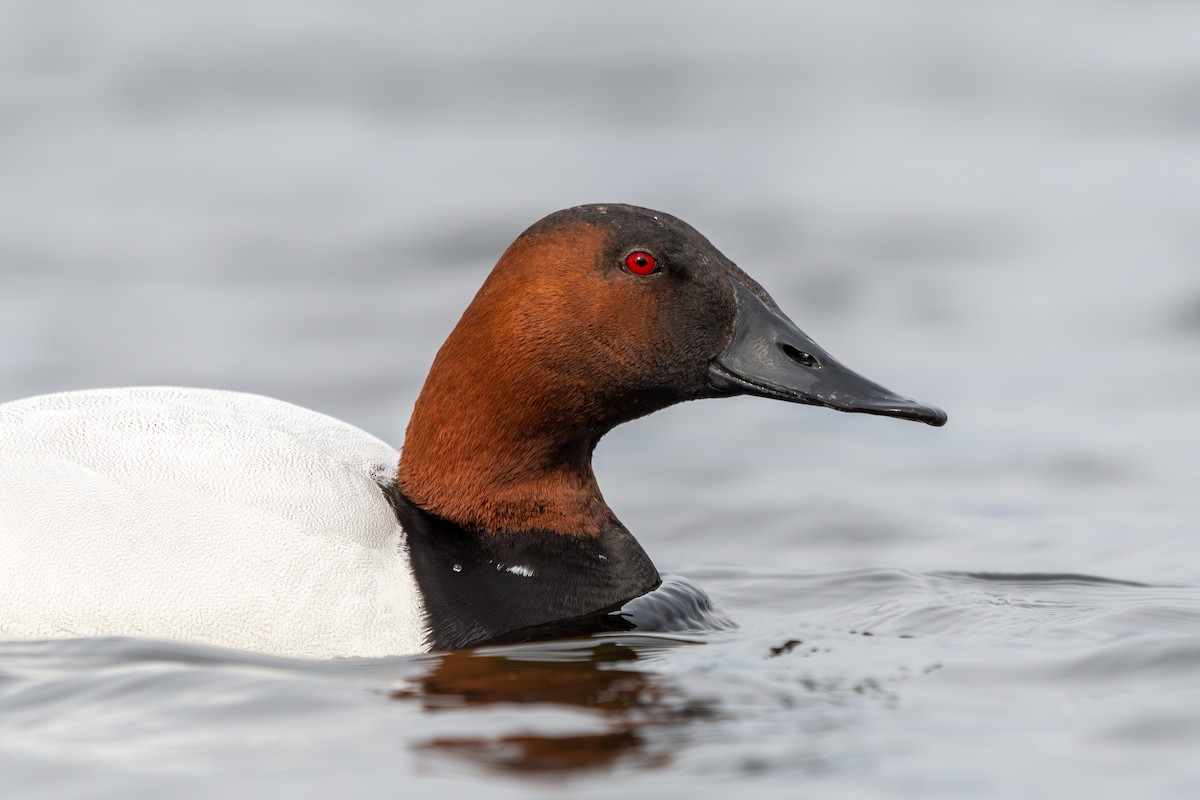 Canvasback - ML577460041