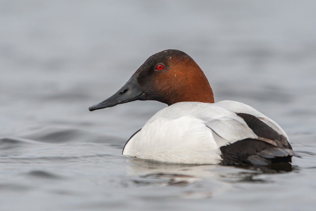 Canvasback - Seth Owens