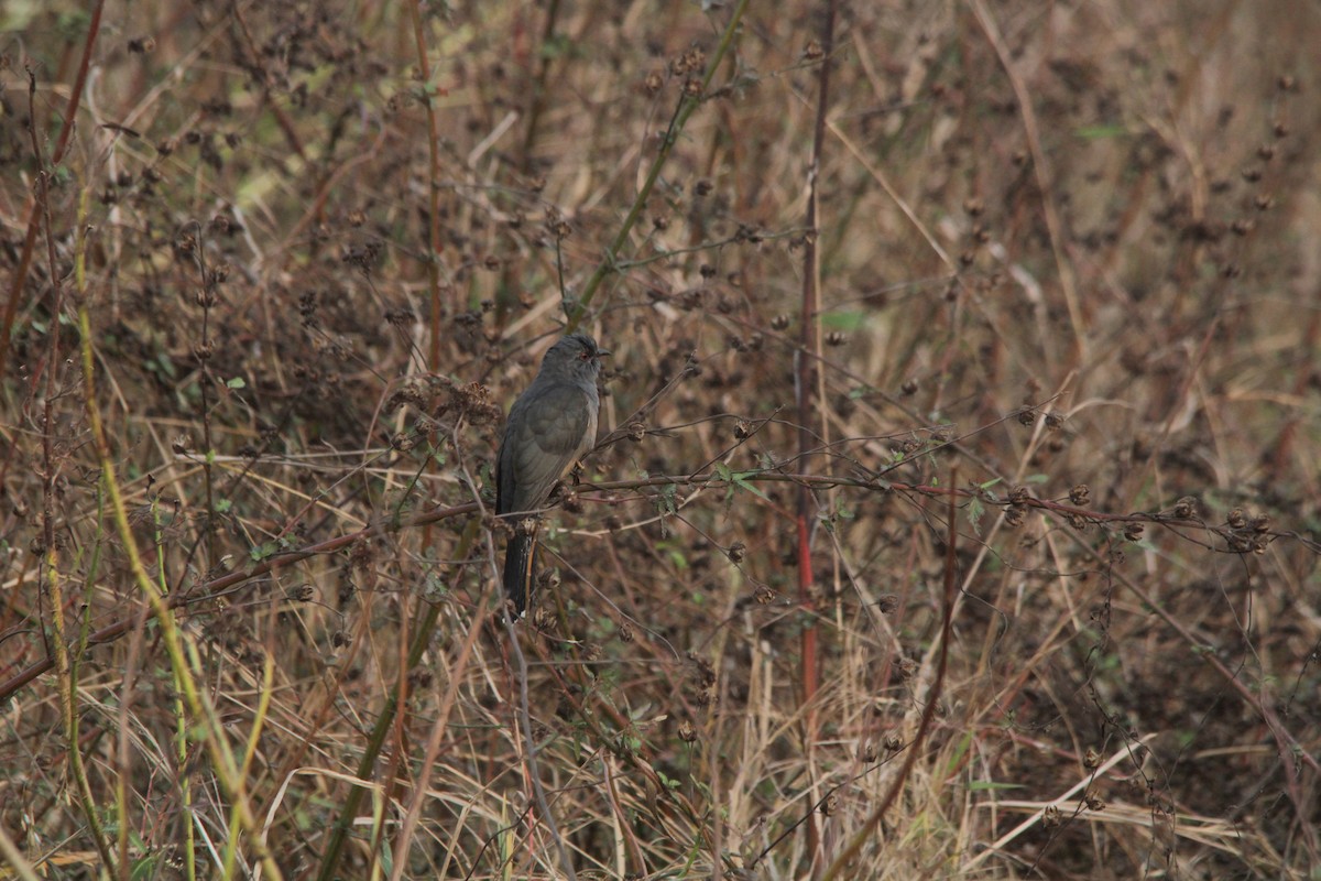 Plaintive Cuckoo - ML577461381