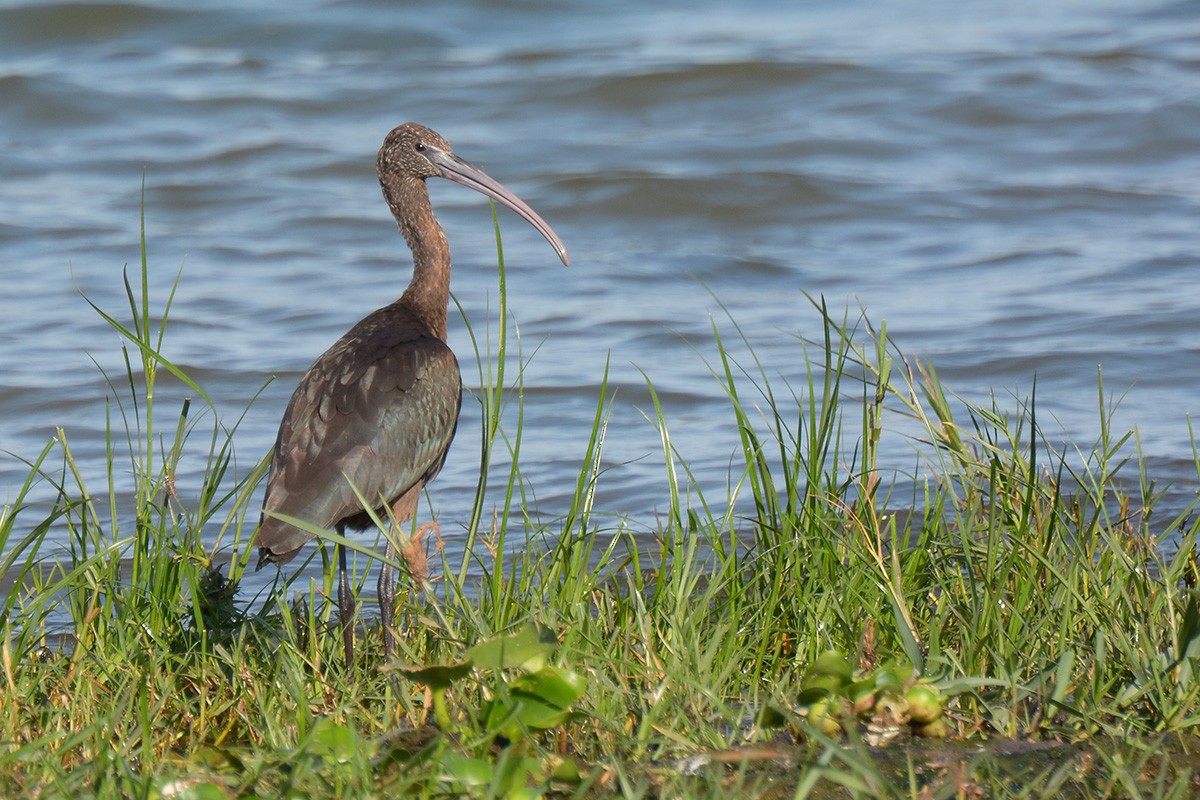 Glossy Ibis - Miguel Rouco