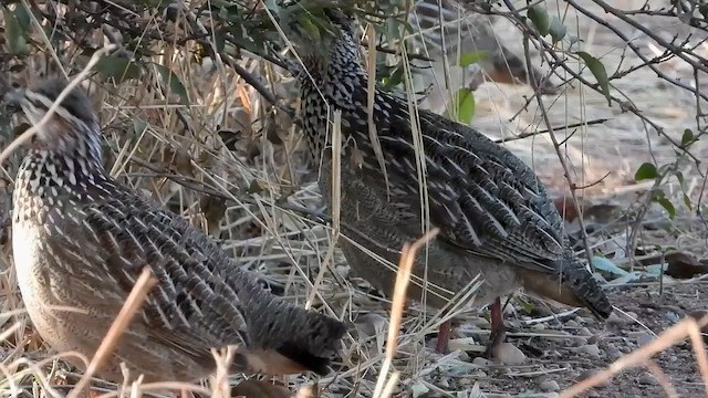 Crested Francolin - ML577462811