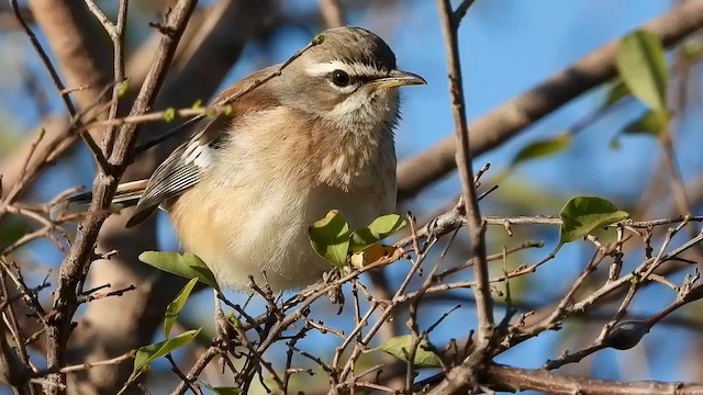 White-browed Scrub-Robin - ML577463001