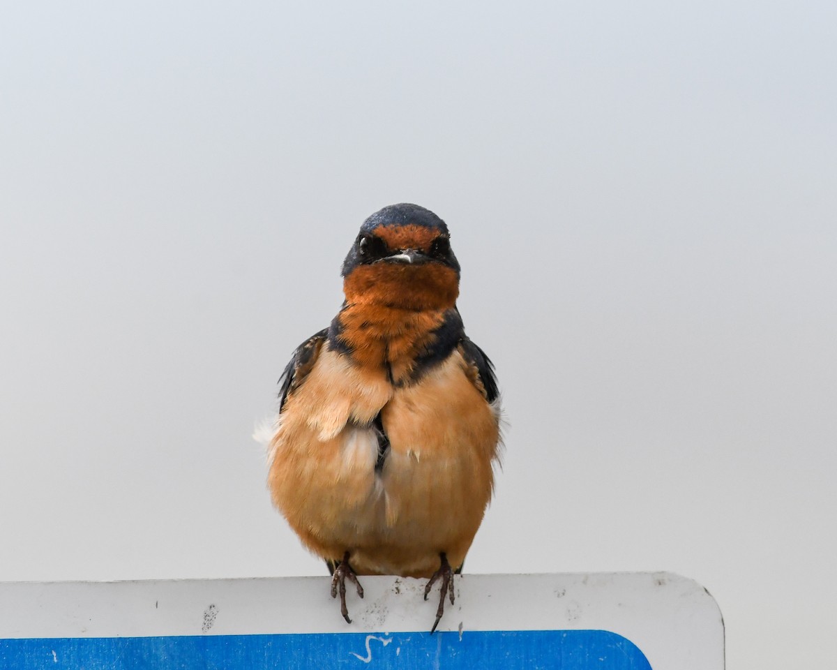 Barn Swallow - ML577463101