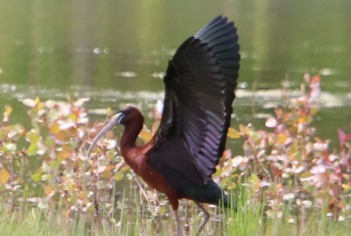 Glossy Ibis - ML577463421