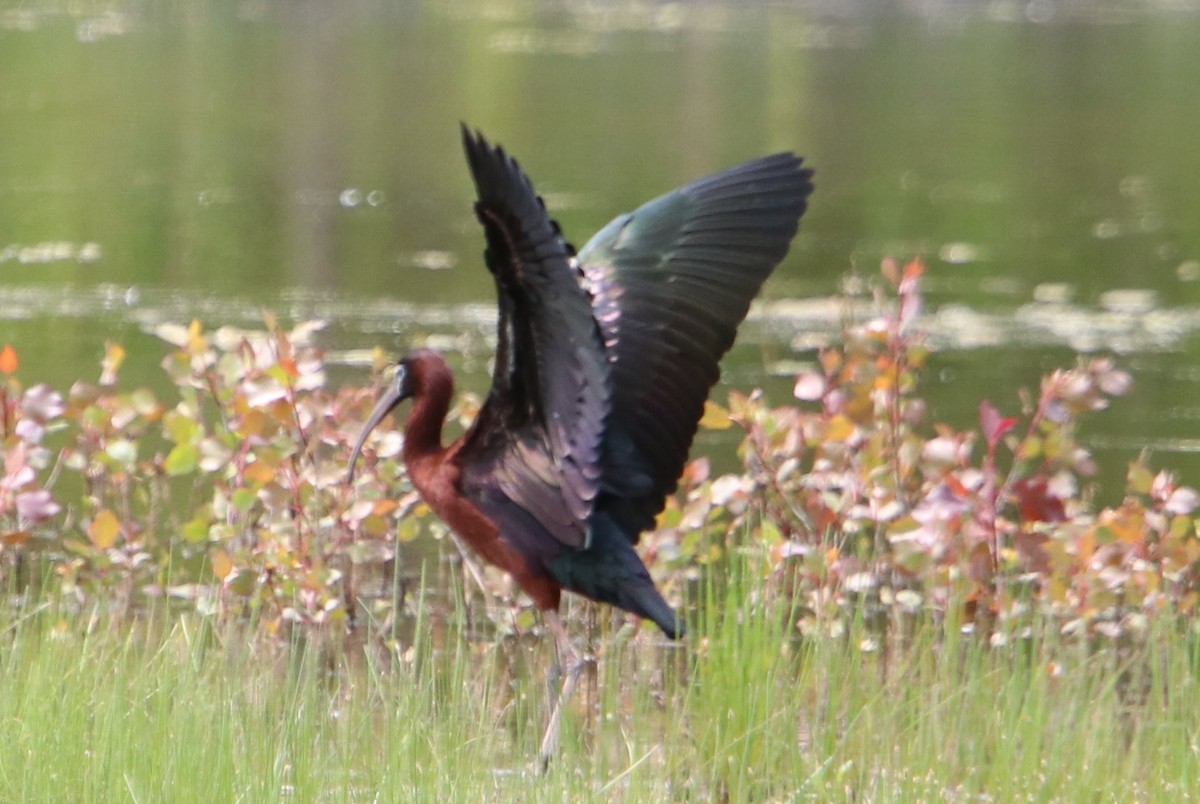 Glossy Ibis - ML577463511