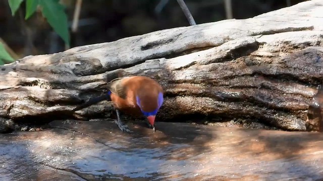 Violet-eared Waxbill - ML577463931